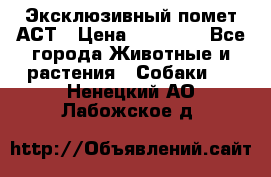 Эксклюзивный помет АСТ › Цена ­ 30 000 - Все города Животные и растения » Собаки   . Ненецкий АО,Лабожское д.